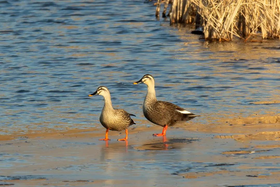 涂上黄色的“润唇膏”,TA就是野鸭中最靓的仔