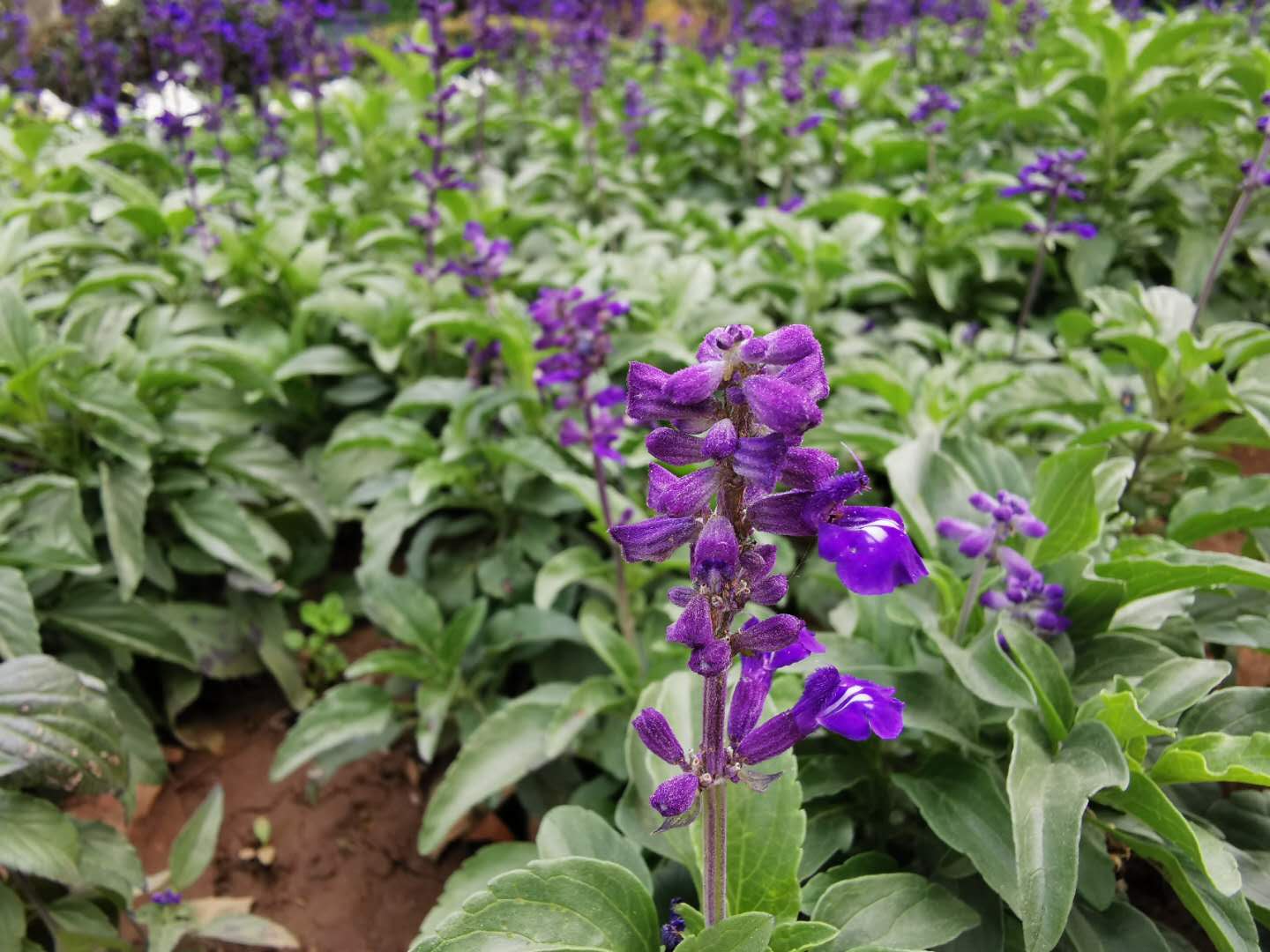 含12生肖的植物名,用十二生肖组成的植物名