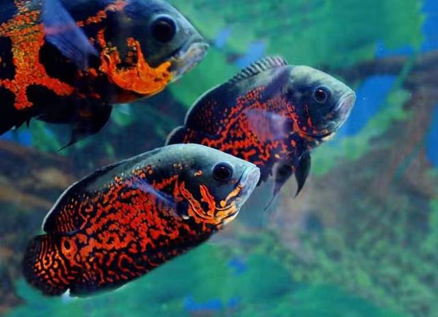 观赏鱼疾病治疗大全,观赏鱼常见的病状及治疗方法