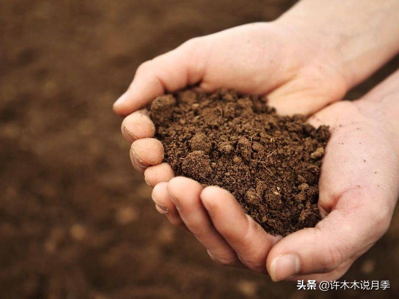 月季根瘤预防,月季根瘤传染别的植物吗