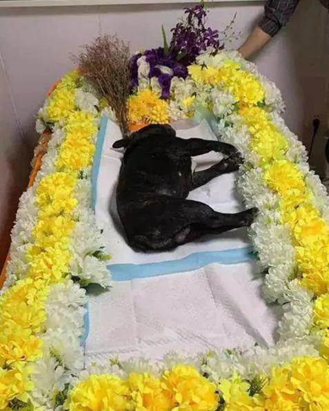 法斗游泳淹死了,法斗在宠物医院洗澡意外死亡后续