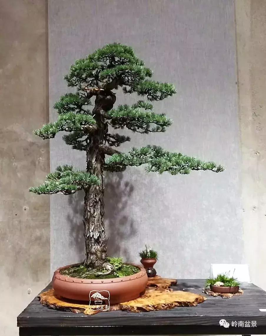 盆景欣赏苍劲有力老桩,精品盆景寒枝欣赏