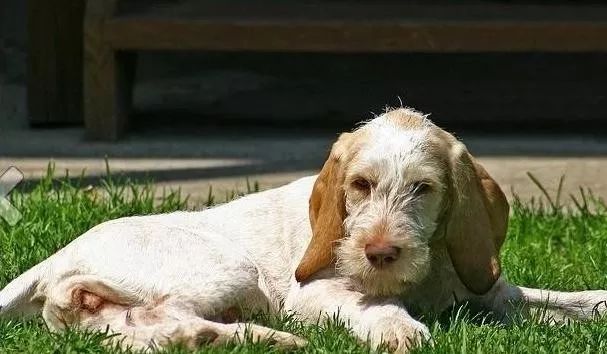 史毕诺犬,每日一狗苏格兰梗