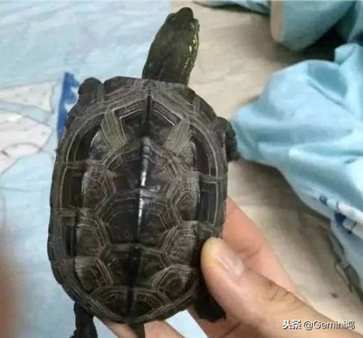 文玩小乌龟,文玩乌龟代表什么