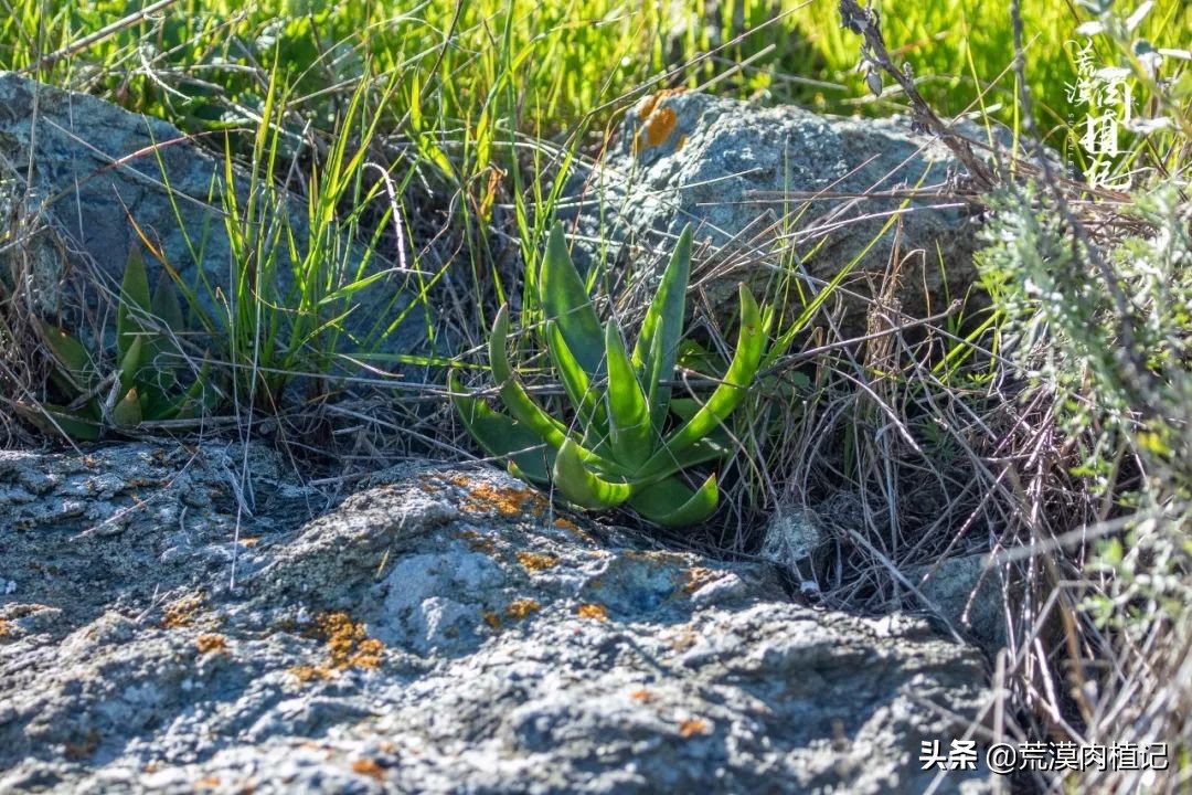 美国加州海岸仙女杯,美国仙女杯