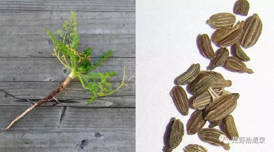 你知道胡萝卜是怎么来的吗,胡萝卜的演化史