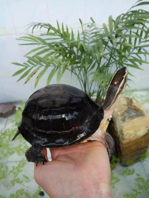 两栖龟陆龟海龟区别,陆地龟和陆龟是一个品种吗