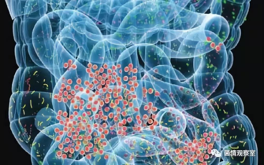 肠道微生物群如何影响您的健康,雌激素与肠道微生物组