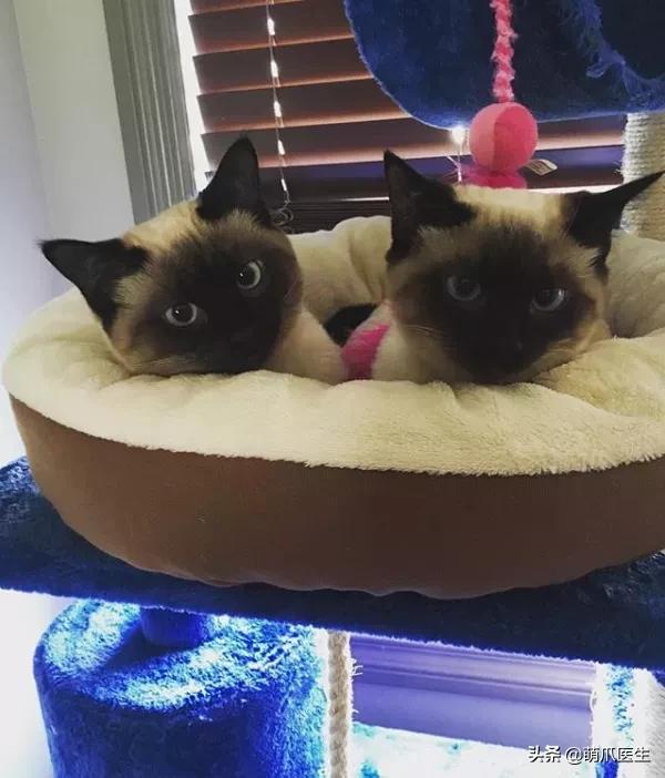 猫咪长大后还认得出兄弟姐妹吗,猫咪长大还记得自己的同胞兄弟吗