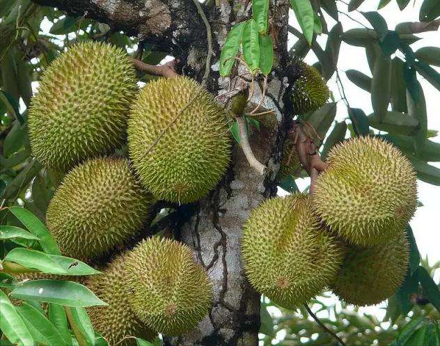 榴莲是不是热带水果之王,热带水果榴莲视频