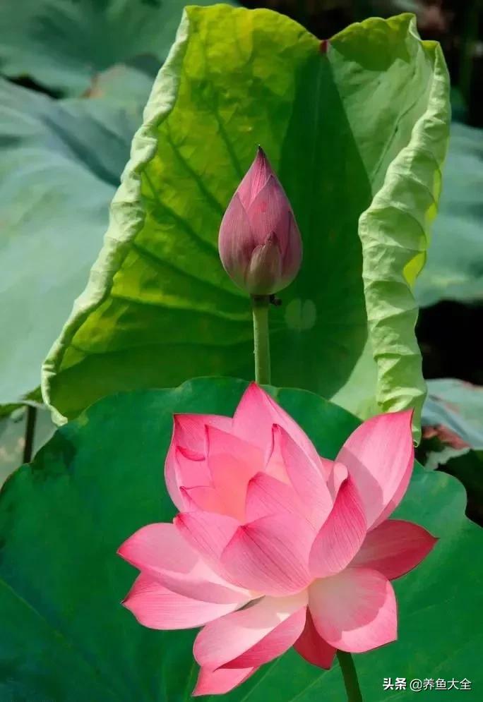 一至十二月的花期,12月到2月份的花期