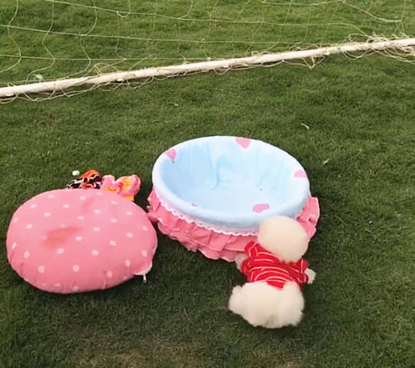 4鍙皬鐙楄閬楀純,鍥涘彧灏忕嫍琚冻鐞冪牳