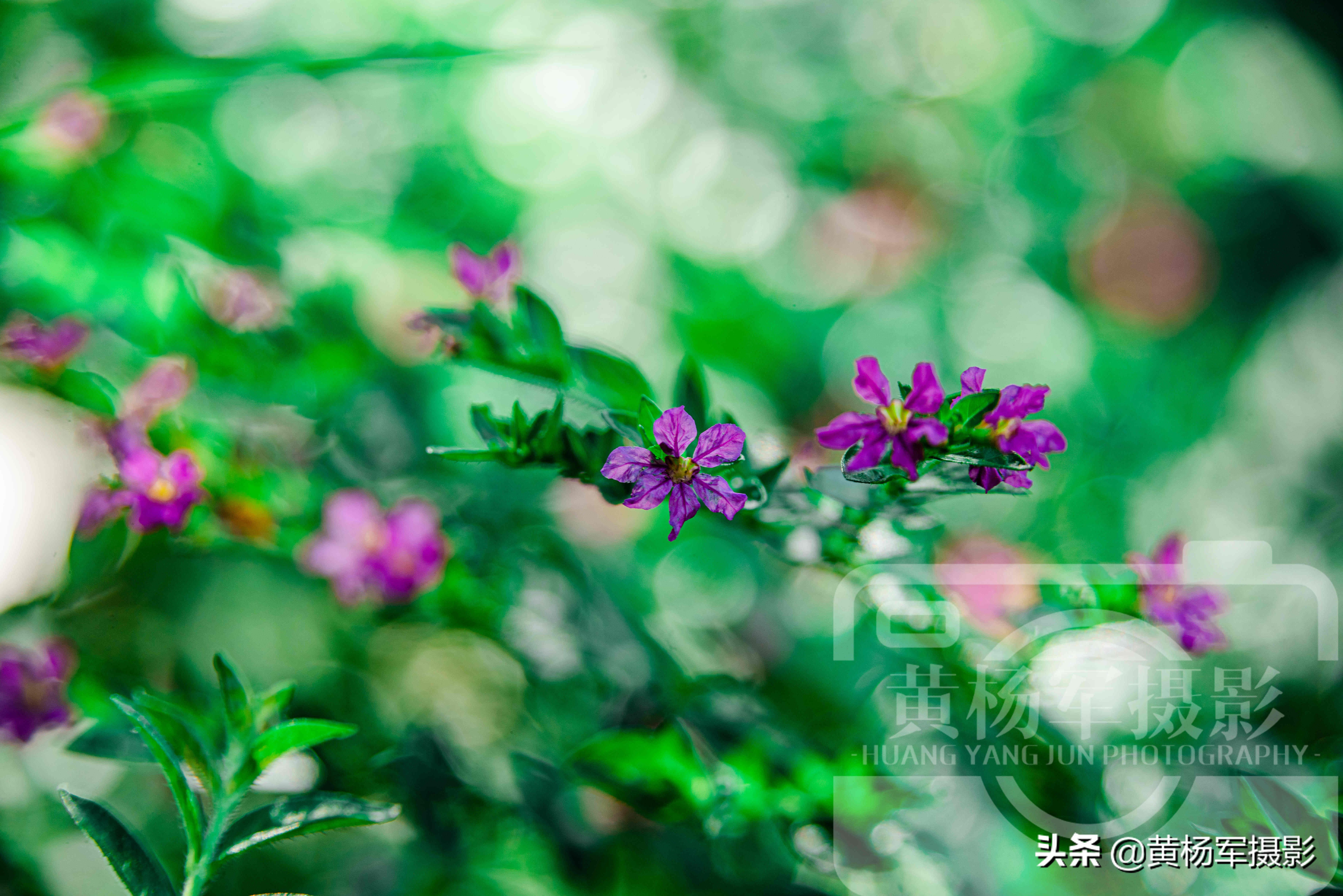 阳光下盛开的美丽玫瑰完整版,阳光下娇艳月季图片