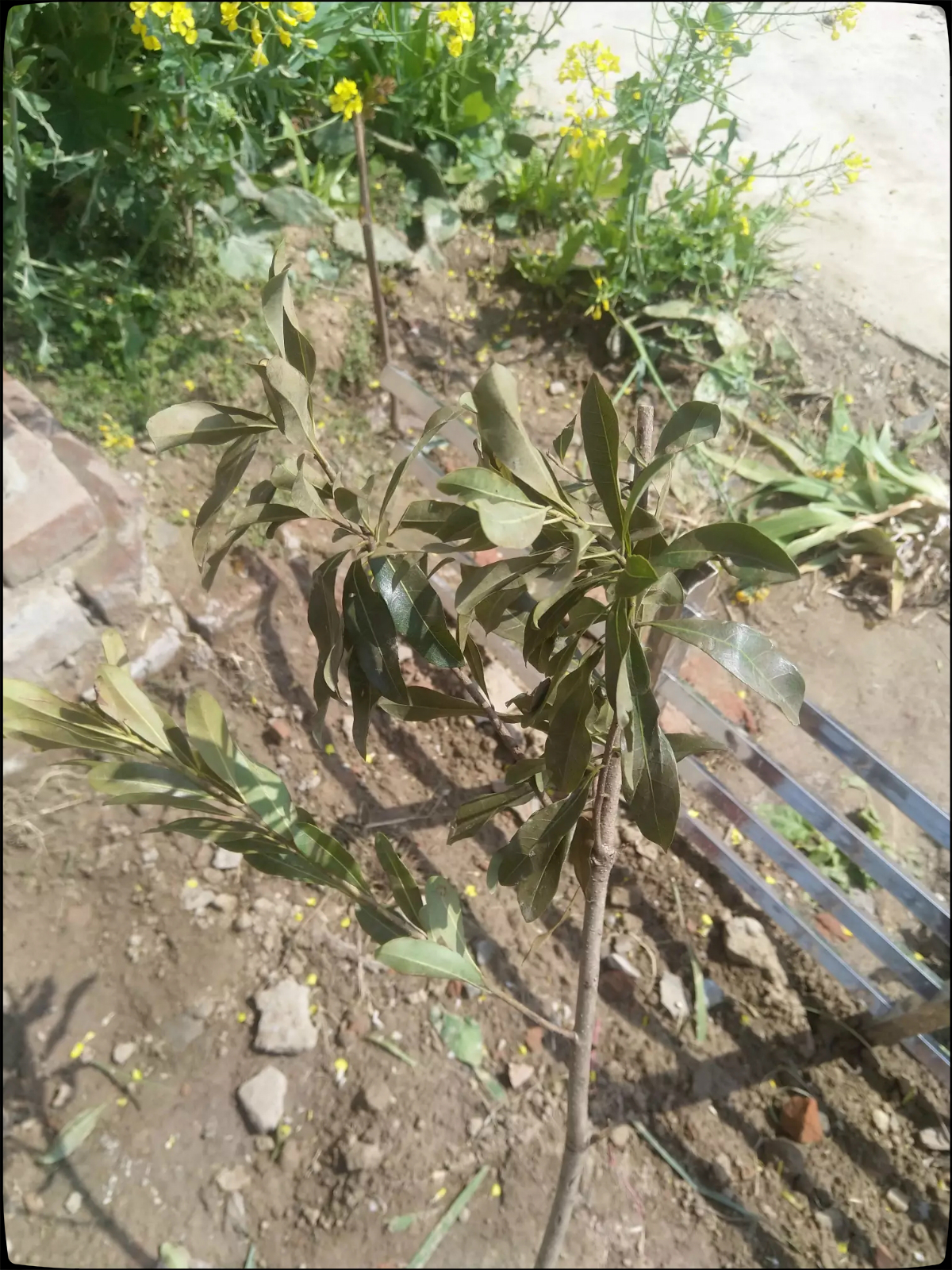 买回来的杨梅如何育苗出苗,网购杨梅树苗怎么盆栽