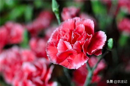 康乃馨黄叶怎么办是什么原因,康乃馨的繁殖方法