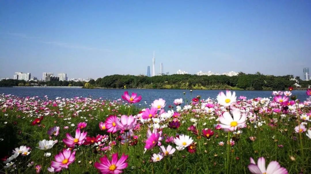 广州凉爽又好玩公园在哪里,夏季广州公园游玩攻略