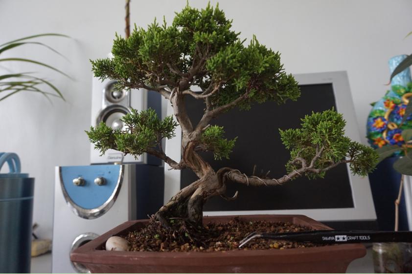 鱼川真柏盆景养殖方法,从养多肉到盆景