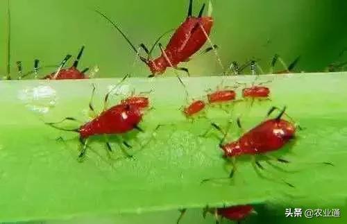 家庭防治虫害的最佳方法,自制蔬菜种植除虫小妙招