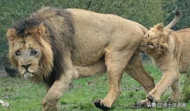 母狮一天发情40次，还追着公狮咬蛋蛋？根本不是这样啊....