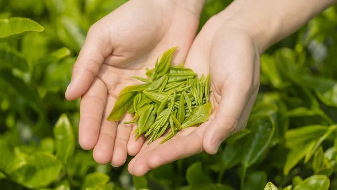 豪宅喝茶,豪宅庭院喝茶