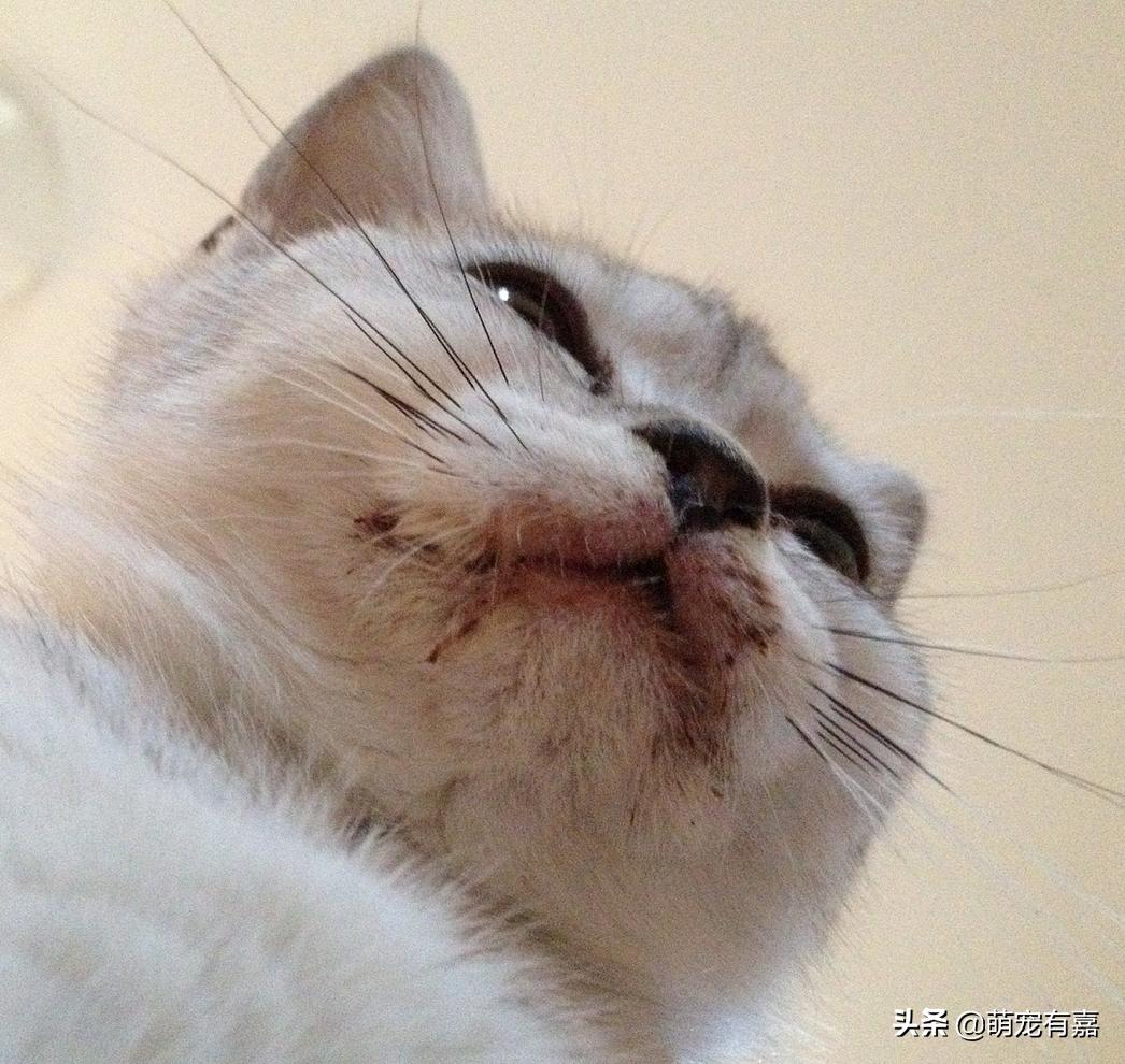 猫口炎期间怎么清洁牙齿,猫咪口炎吃什么药有效