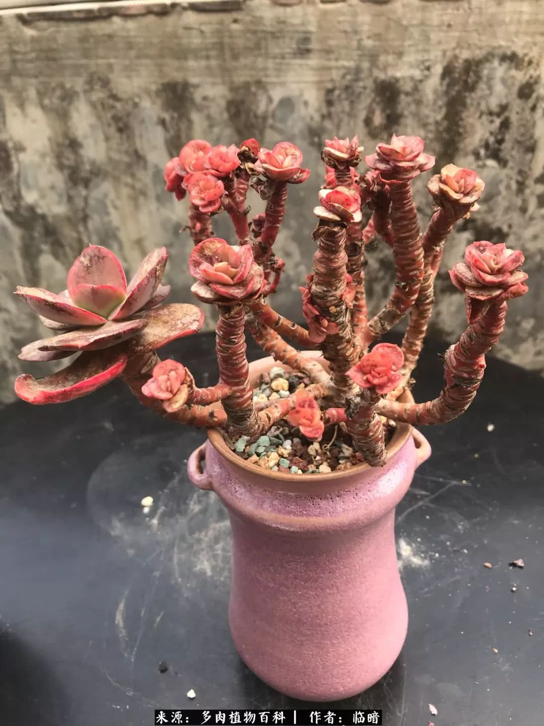 多肉带给我的感情,多肉给人们带什么作用