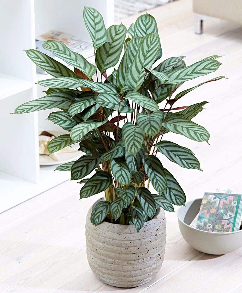 22种花耐旱耐热,天冷种花要注意什么