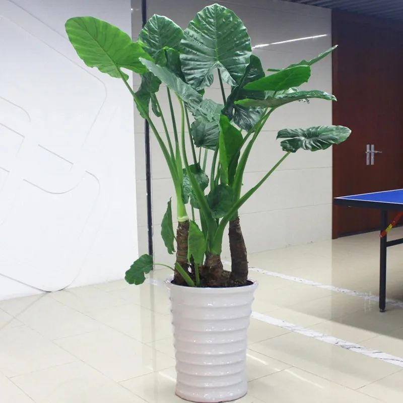 滴水观音是不是有毒的植物,滴水观音有毒为啥还有人养