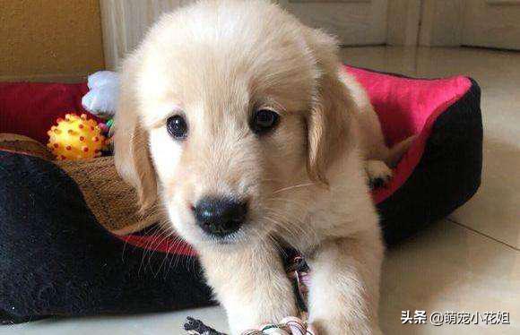 狗狗有机会救治，但是主人却放弃了，只因想让狗子留下美好的回忆