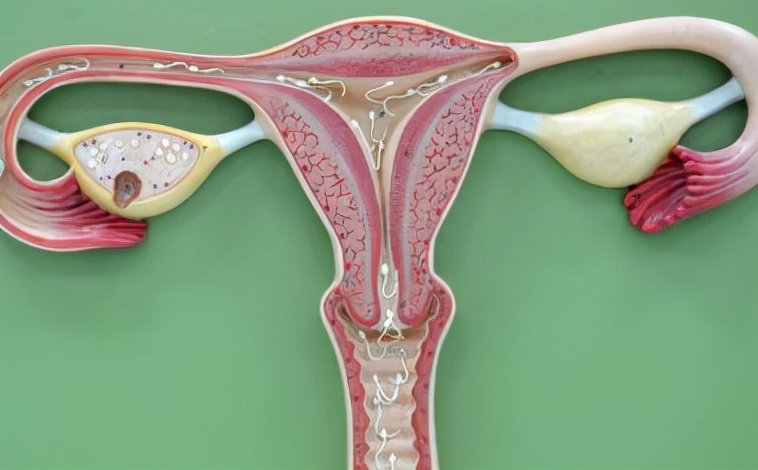 石女对生育有影响吗,石女和正常人