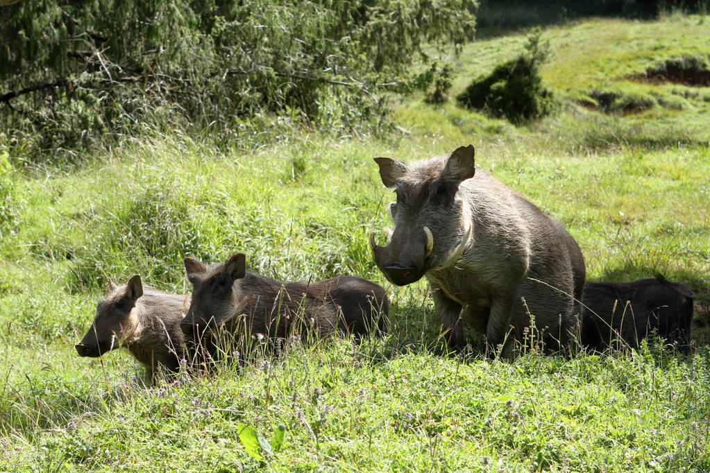 《血战太原》118第118回猎野猪陡然出意外林深处艳红遭虎攻