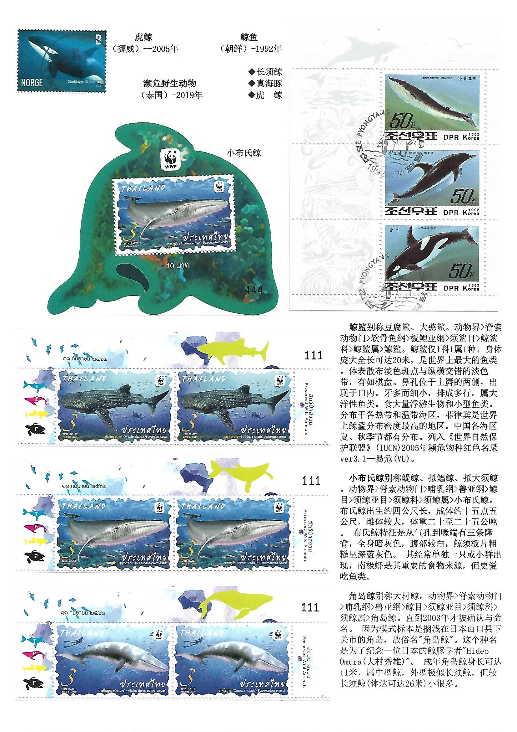 鲸和鲨（WhaleShake）