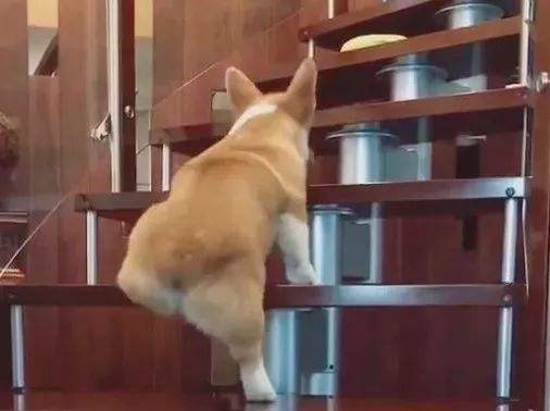 柯基犬的饲养方法有哪些注意事项,柯基犬养殖技巧和注意事项