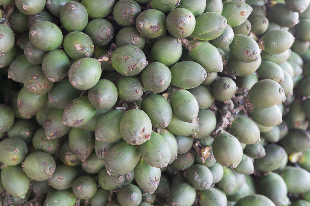 槟榔为何被称为一级致癌物,槟榔致癌风险究竟有多大