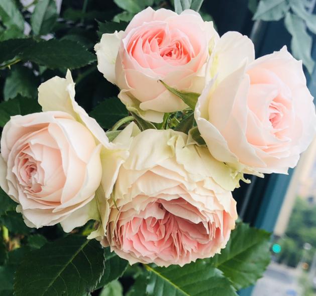 月季图鉴哪本书好,淘宝上最好养的月季品种