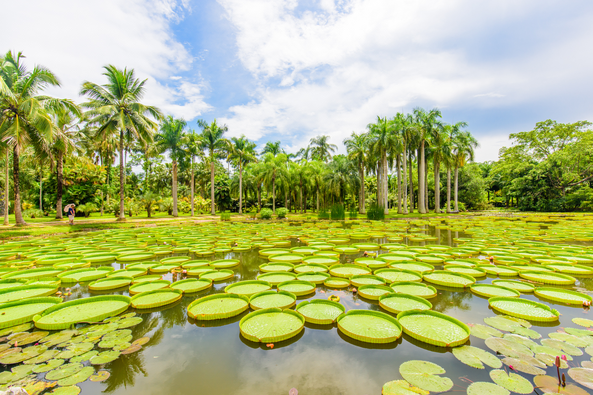 西双版纳泼水节野象谷,西双版纳旅游野象谷全攻略