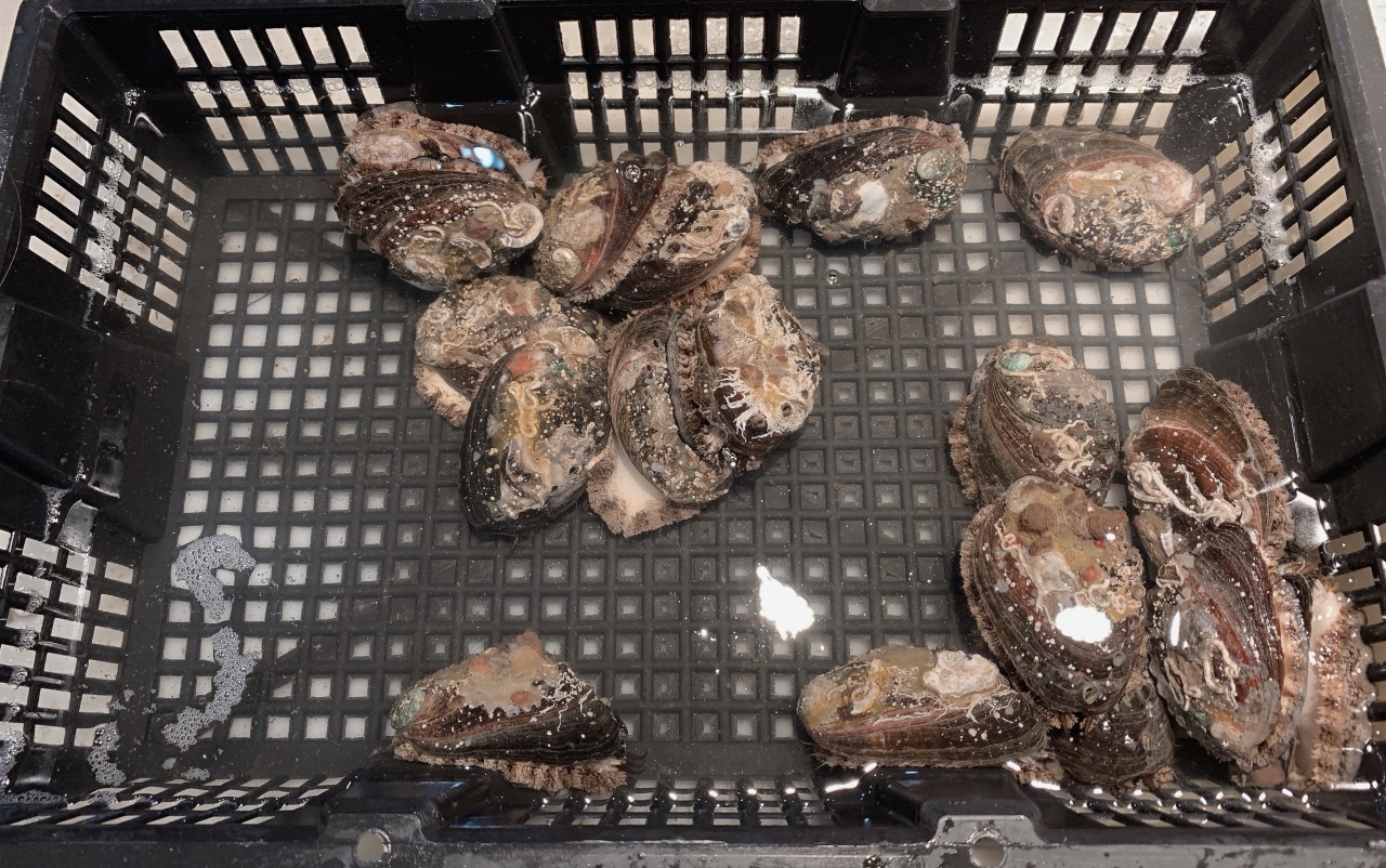 北海干货海鲜批发市场哪个便宜,北海菜市场买海鲜哪个最新鲜