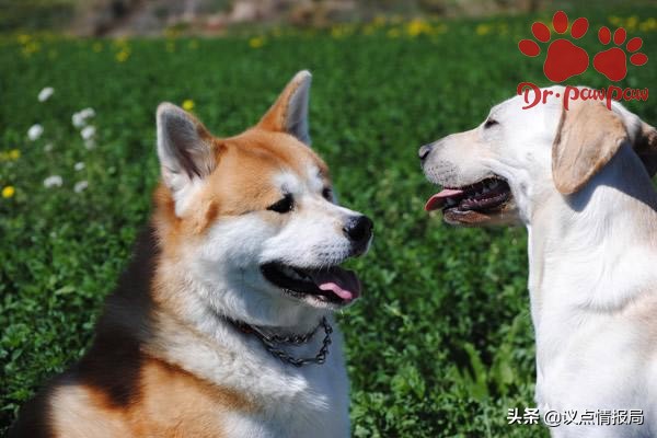 爪爪博士驱虫效果怎么样,爪爪博士止痒