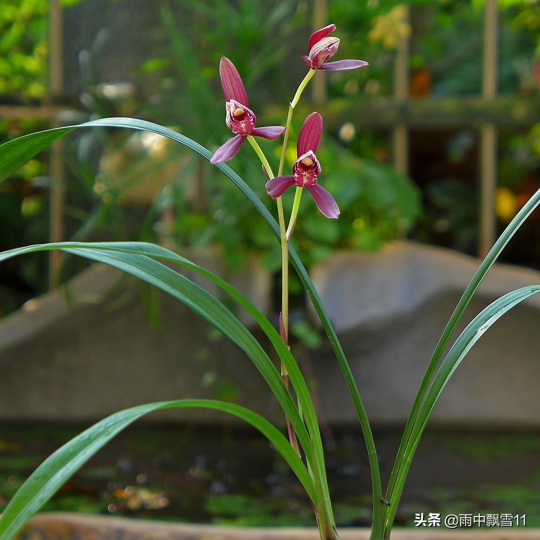 建兰习性和养护,建兰的养护和管理方法