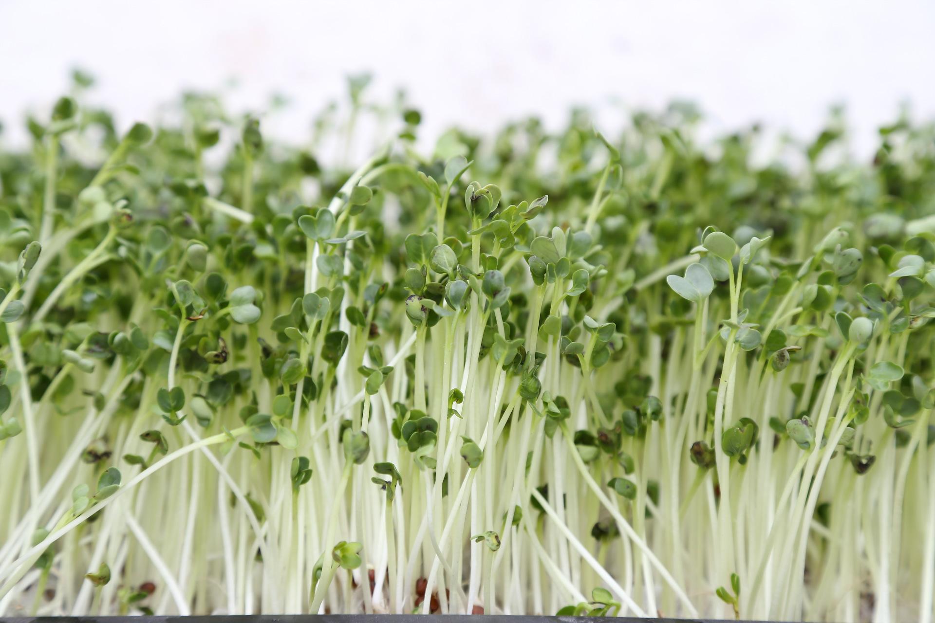 萝卜芽苗吃起来是苦的,萝卜芽苗菜苦是什么原因