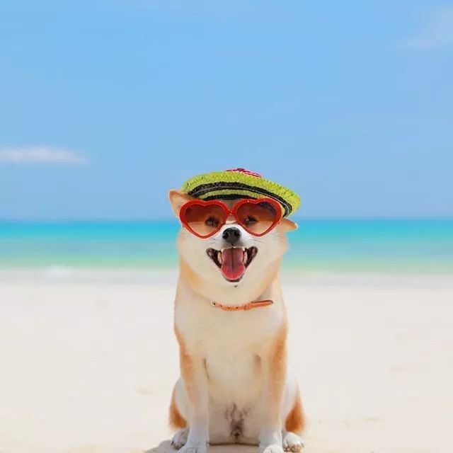 比人还会拍照的狗，简直萌炸朋友圈了