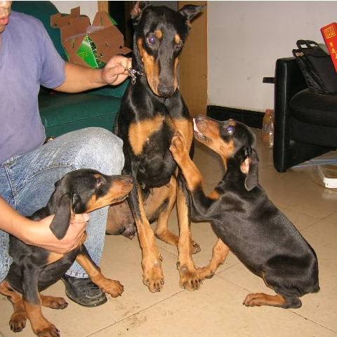 犬化训练,化犬之术小说