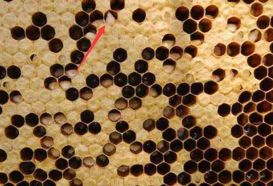 蜜蜂常见病害及防治方法,蜂农如何处理蜂蜜