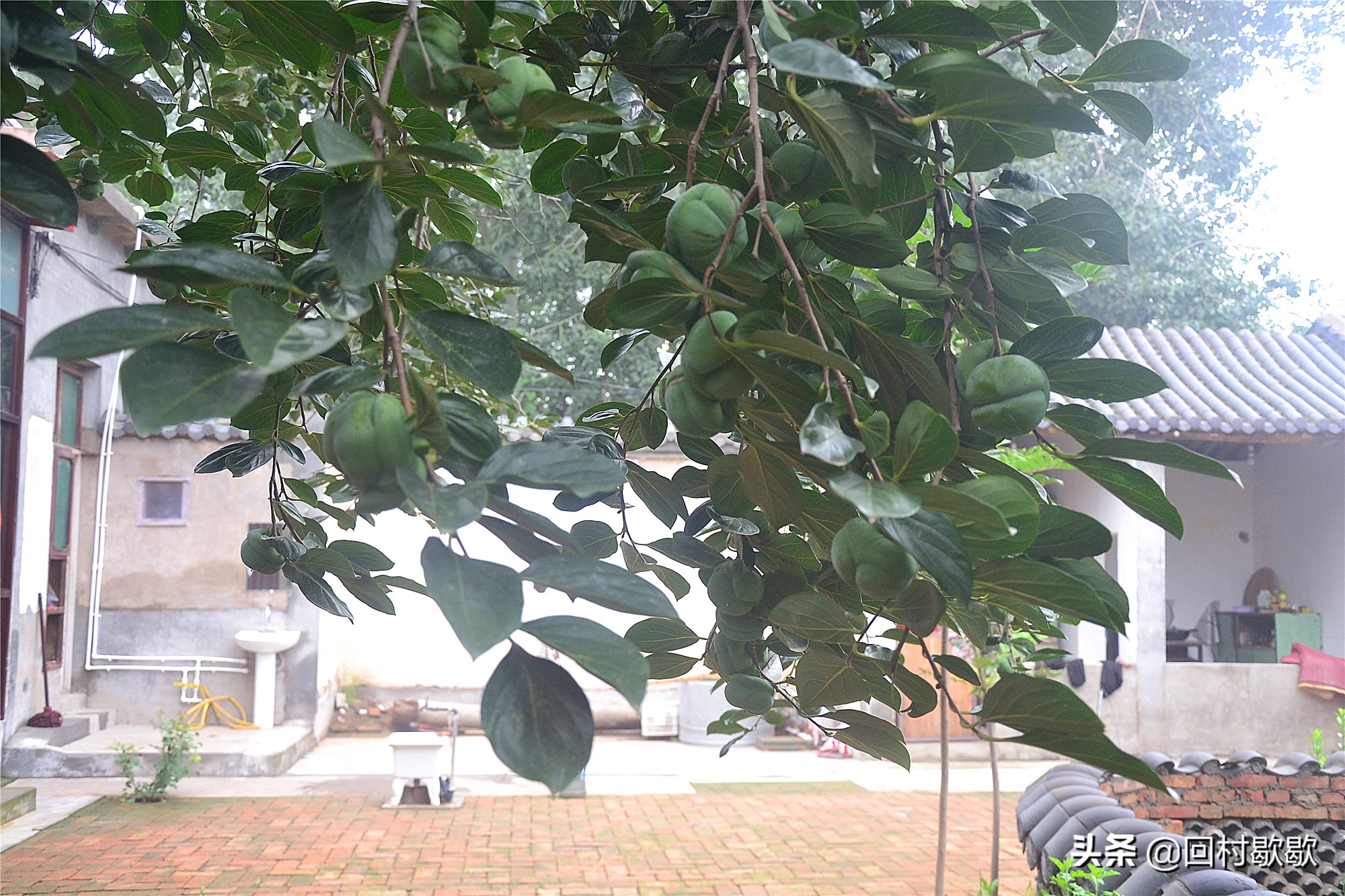 父亲老家寄过来土特产,爸爸从山区寄来的食品