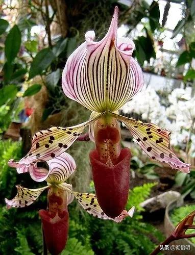 十种稀有长寿花,80个长寿花品种全都美极了