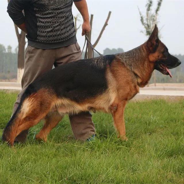 温柔的德牧视频,牧羊犬来福