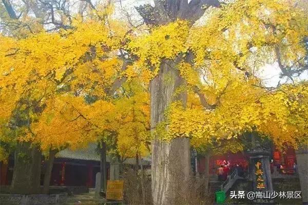 嵩山少林寺到底在哪里呢,嵩山真正的少林寺