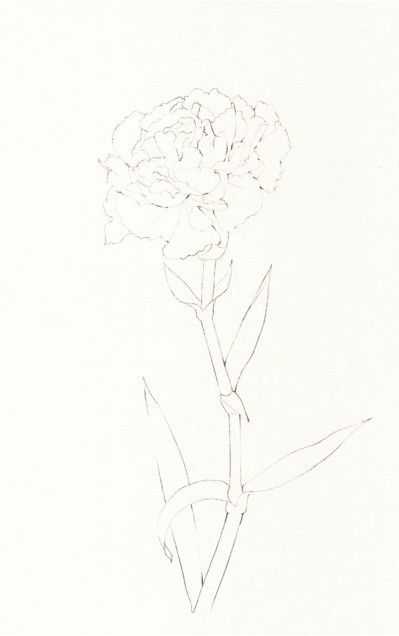 只需7步,就能画出这么美的康乃馨,艺术生快来学习临摹吧,收藏