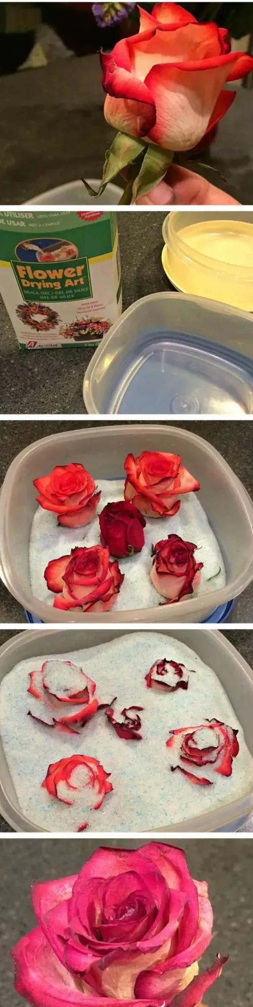 如何把新鲜的花弄成永生花,怎么才能将鲜花变干花