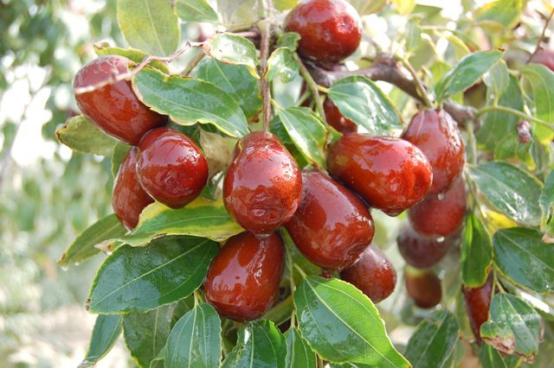 一颗枣等于多少米饭,哈密大枣贡枣